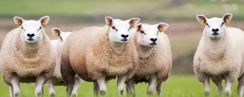 移花接木开过什么生肖