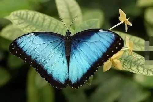 寓意为蝴蝶的英文名