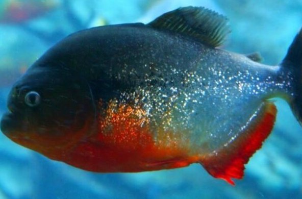 世界十大常见食人鱼