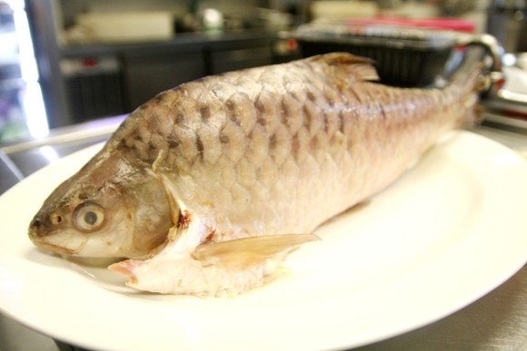 “忘不了”是什么鱼？