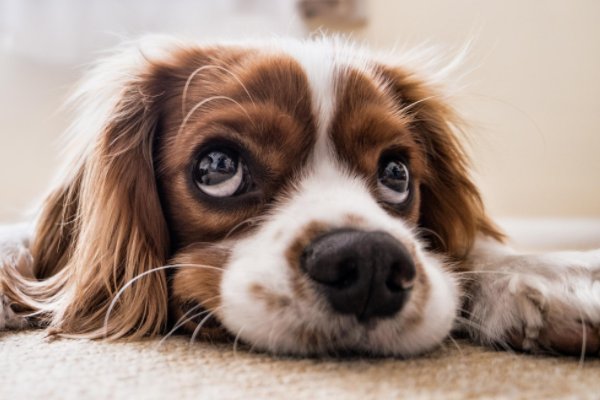 狗狗高贵洋气的名字