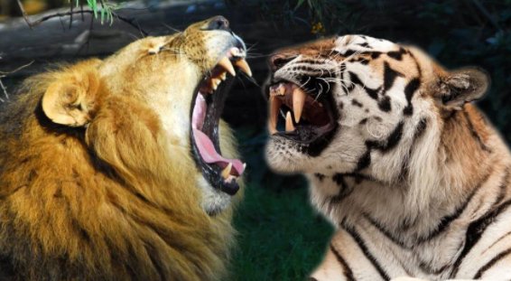 森林之王是狮子还是老虎？