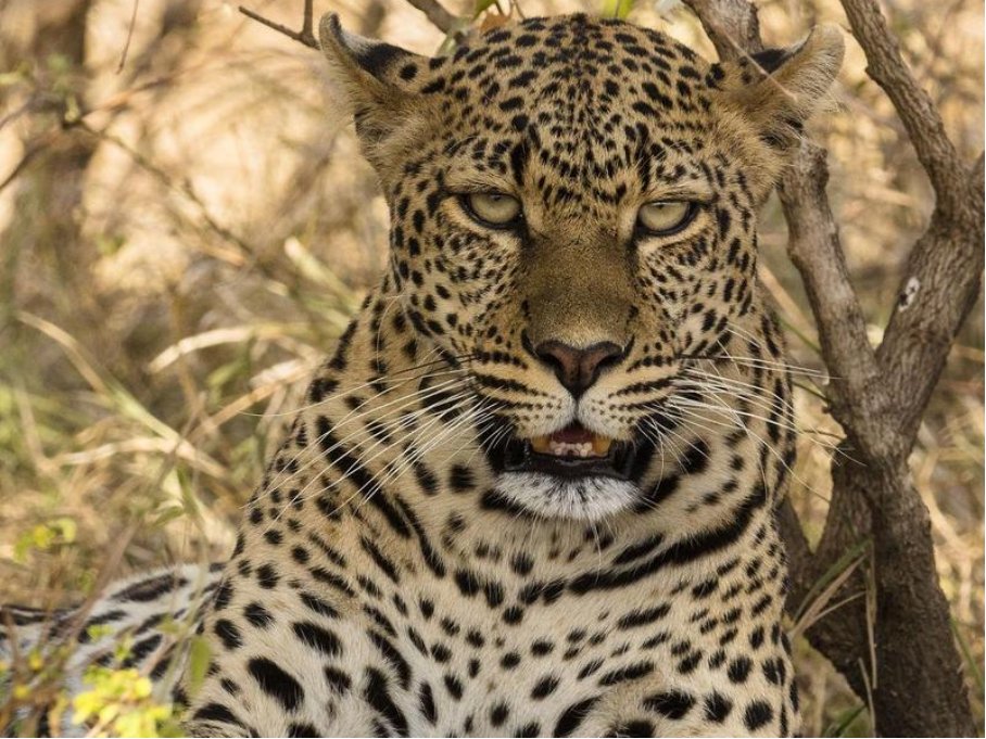 十大最强豹子排名