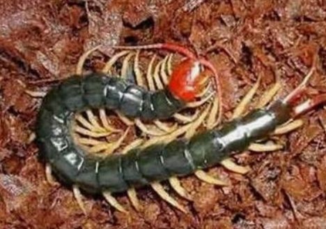 云南十大最毒虫子