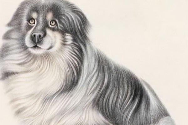 四双红梅代表什么生肖