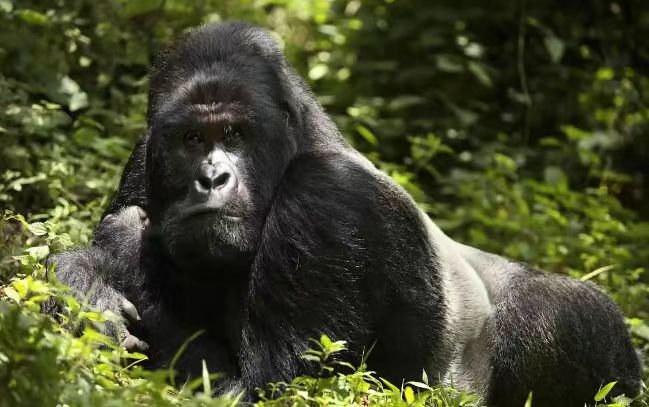 摇首顿足比喻一动物