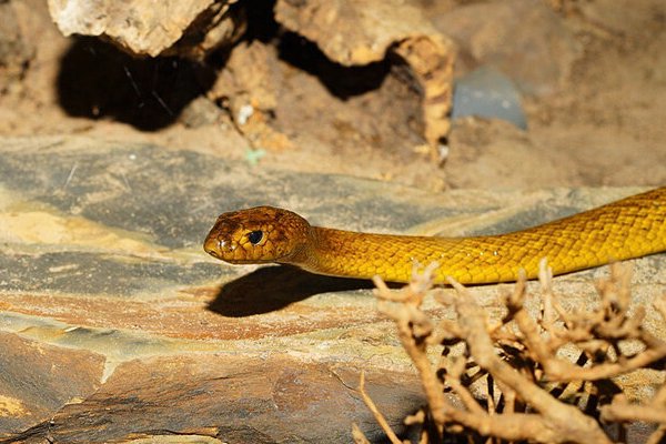 转面无情打一最佳生肖