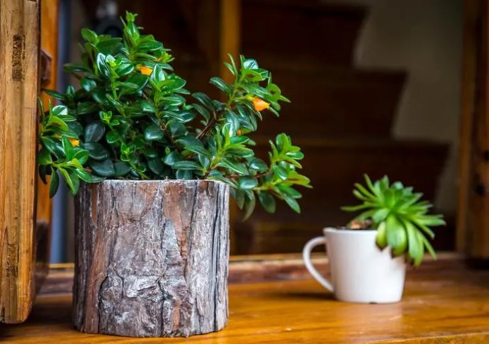 儿子是妈妈情人的霸气说说