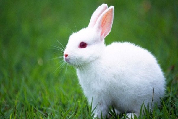 得心应手是什么动物生肖