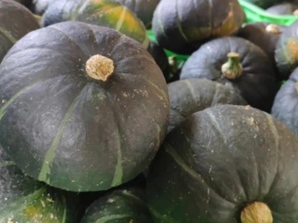 南瓜种子什么品种好