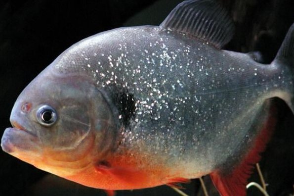 世界十大常见食人鱼