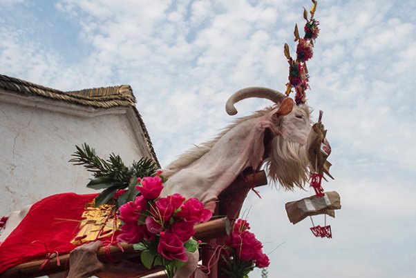 温驯忠厚的羊，是怎么成为祭祀代表的？