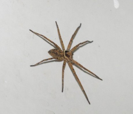 家里的大蜘蛛有毒吗？是什么种类的？