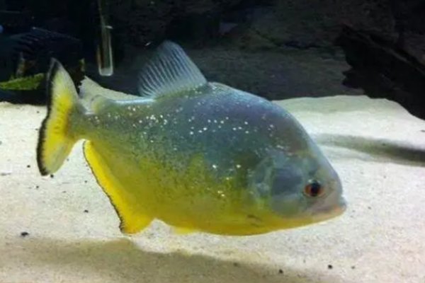 世界十大常见食人鱼