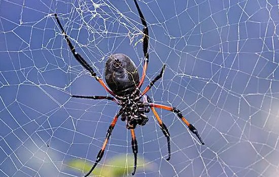 蜘蛛怕什么动物呀？