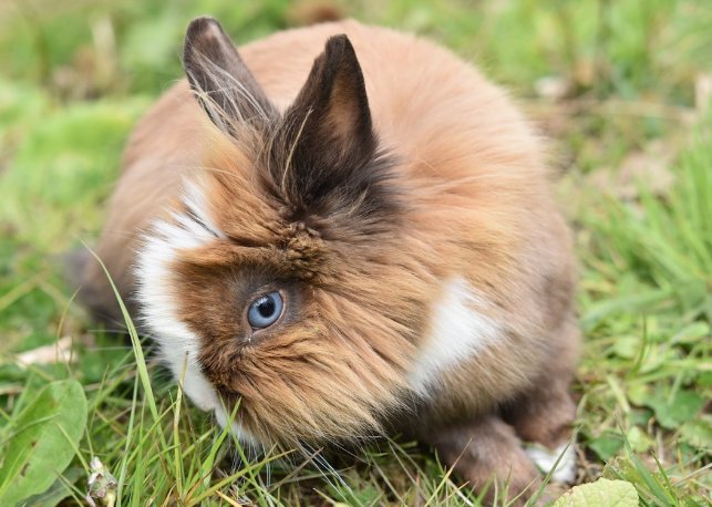 白板天孑什么动物