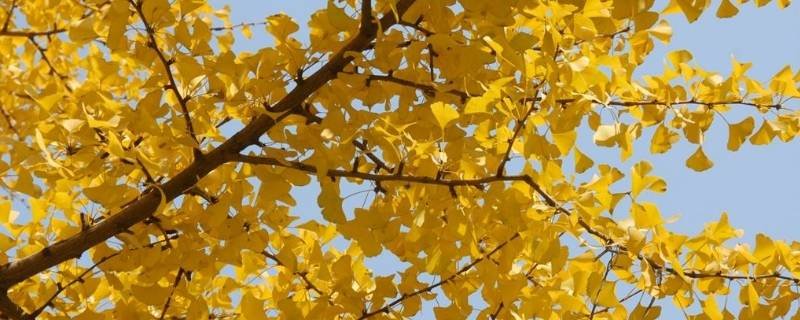 你喜欢银杏树吗下一句