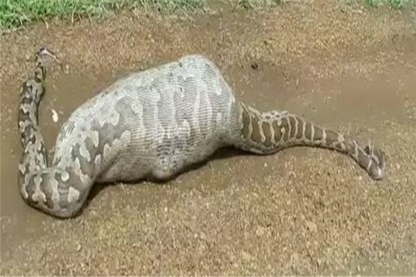 蟒蛇为什么要吃人呢