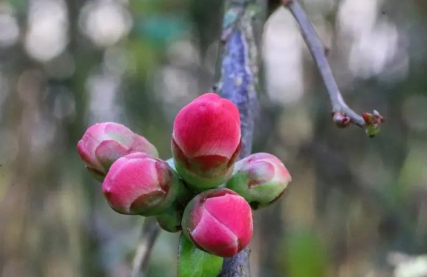 向着小小花蕾深处前进讲的是什么