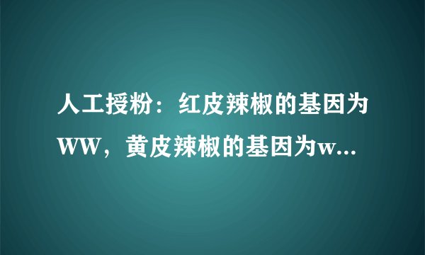 人工授粉：红皮辣椒的基因为WW，黄皮辣椒的基因为ww，把红色辣椒的花粉传给黄色辣椒，结出的果实是什么颜