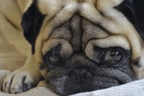 鸡头鸡尾是什么生肖动物