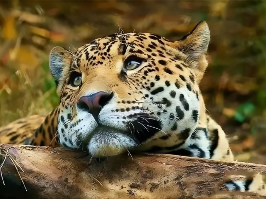 十大最强豹子排名