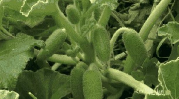 植物传播方法100种短句