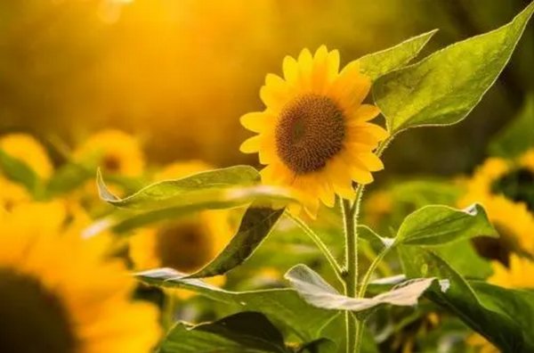 向阳而生，逆风而行是什么意思？