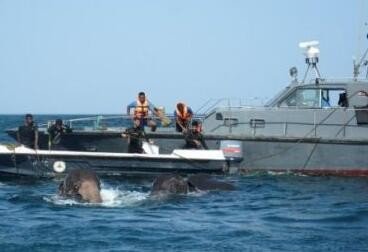 斯里兰卡海军如何救海水中的大象？