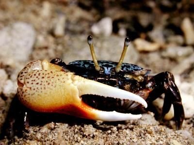 四角招潮蟹的生长繁殖