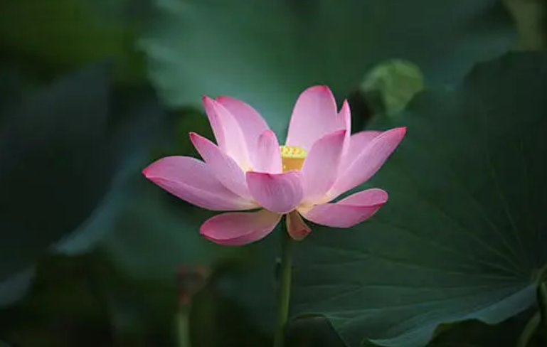 三藕浮碧池,筏可有爱思,露珠湿沙壁,慕幽晓寂寂 什么意思？