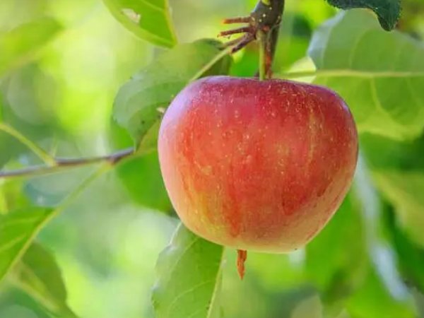 被称为天然牙刷的是什么