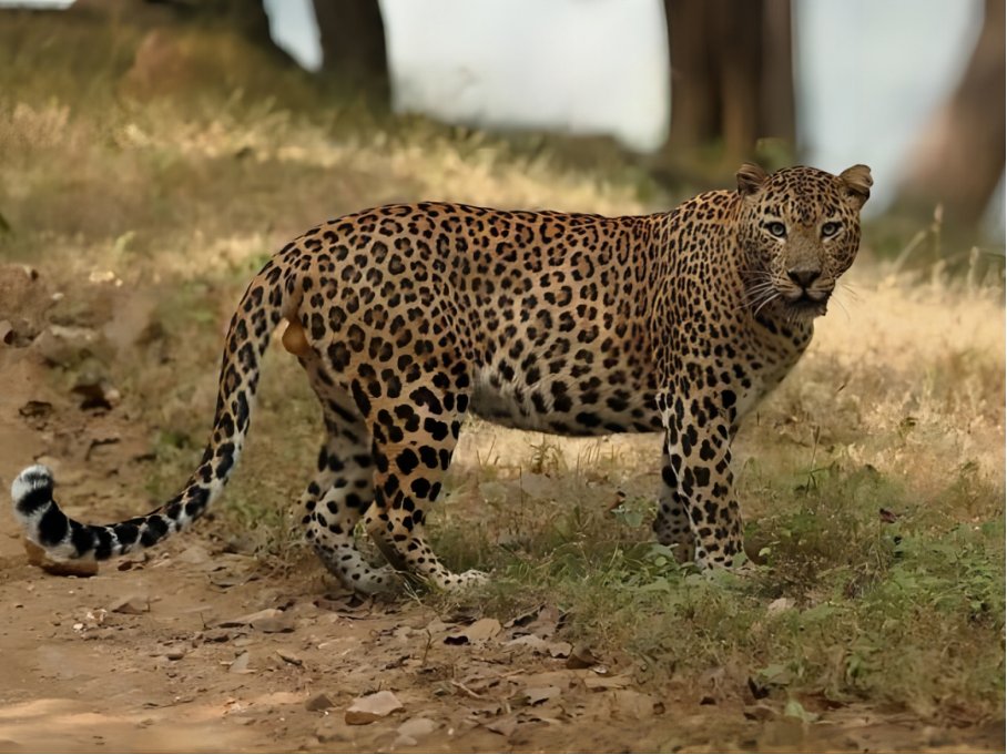 十大最强豹子排名