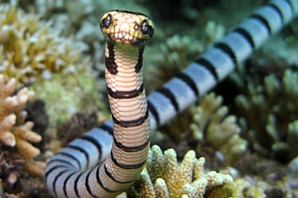 转面无情打一最佳生肖