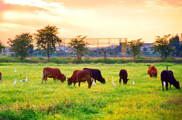牛牪犇是什么意思？