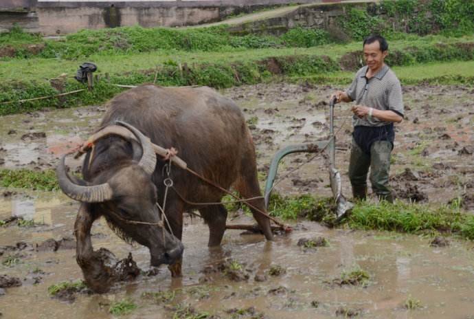 朝朝出耕暮入息是什么生肖？