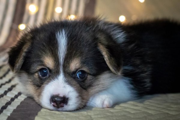 狗狗高贵洋气的名字