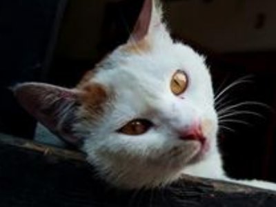 为什么初二是猫日子？