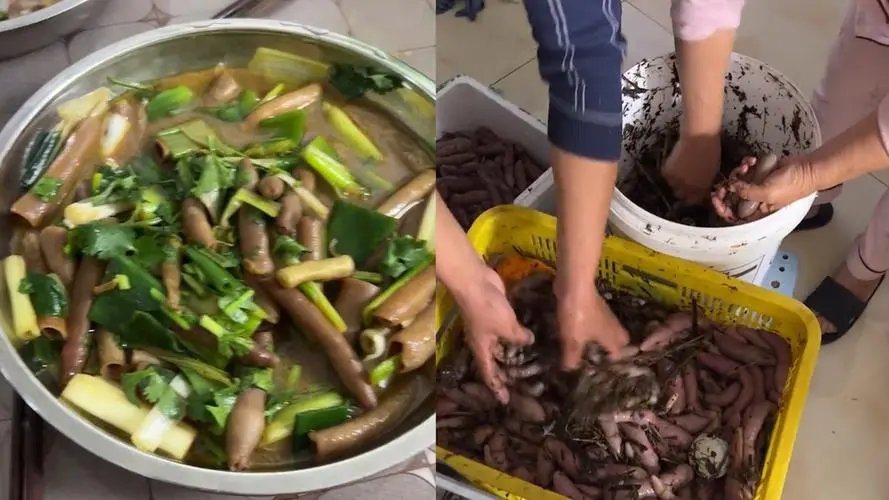 市民狂捞的海肠从哪来？是有人养殖的吗？