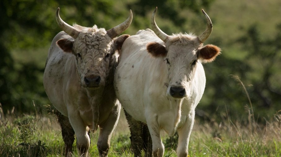 牛碗口是什么部位？