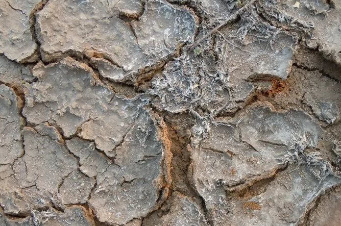 土壤盐碱化会导致粮食减产，对吗？