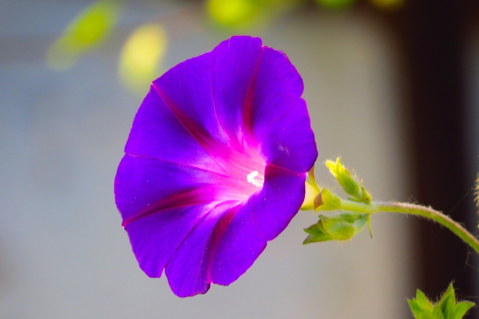 牵牛花的开花时间和特征