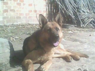 犬王传奇的介绍