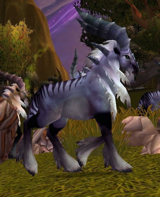 塔布羊的主要种类