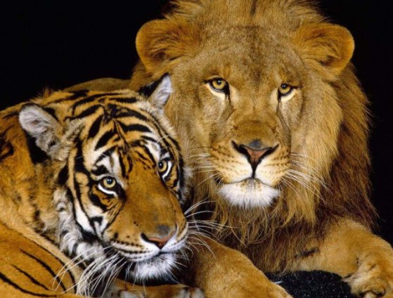 森林之王是狮子还是老虎？