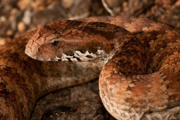 转面无情打一最佳生肖