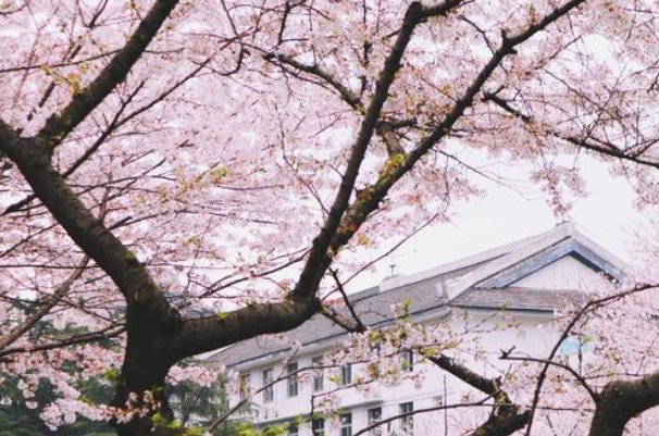 愿山河无恙人间皆安的意思