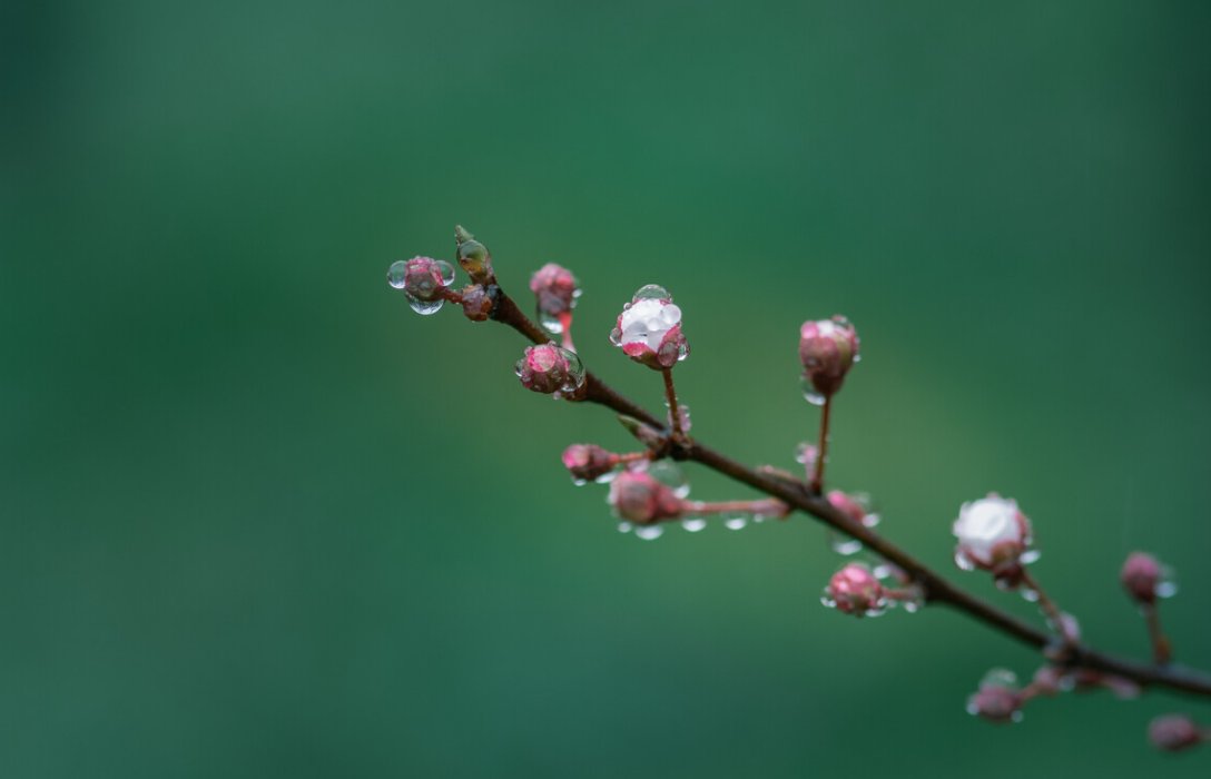 下面那句诗是描写春雨的蚂蚁庄园