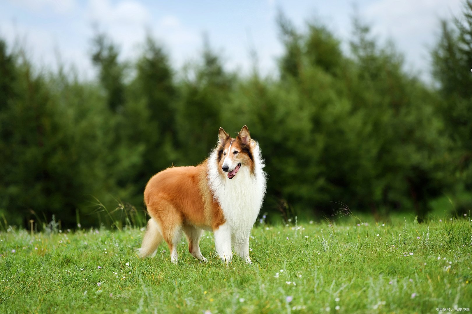 被称为贵族的苏格兰牧羊犬吃什么比较好呢？