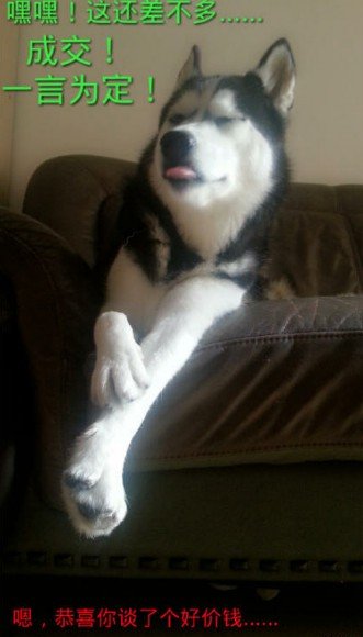 坚挺先生的坚挺先生